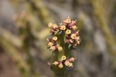 Euphorbia caducifolia